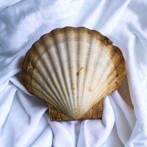 Natural Large Seashell Clam Shell 5" Ocean Home Decor Oyster Sea Cockle Beach